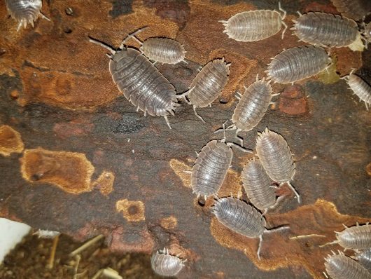 15 Giant canyon isopods (Porcellio dilatatus). Large Soft Bodied Insect - Image 5