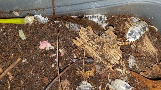 12 PORCELLIO LAEVIS DALMATIONS "SMOOTH ISOPODS" LARGE, MEATY AND PRETTY!! - Image 3