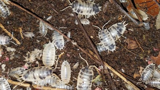 12 PORCELLIO LAEVIS DALMATIONS "SMOOTH ISOPODS" LARGE, MEATY AND PRETTY!! - Image 4