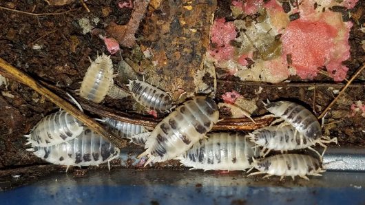 12 PORCELLIO LAEVIS DALMATIONS "SMOOTH ISOPODS" LARGE, MEATY AND PRETTY!! - Image 5