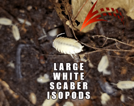 12 WHITE PORCELLIO SCABER ISOPODS!