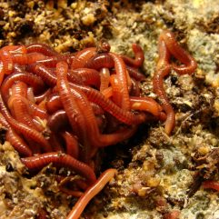 Red Worms