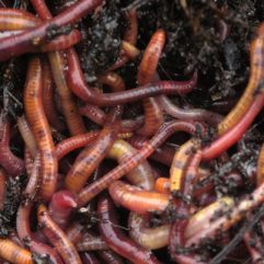 Composting Worms