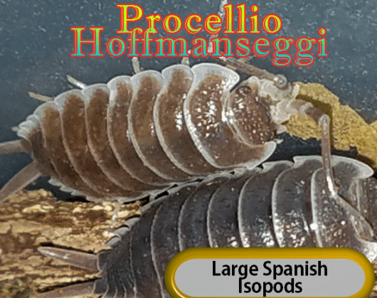 Porcellio Hoffmanseggi  12 Per Culture!