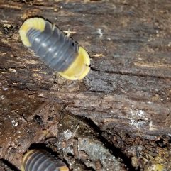 Asian Isopods