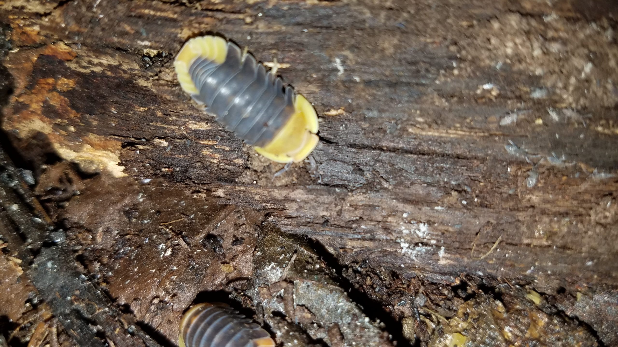 Rubber Ducky Isopods WORMMAN.BLOG