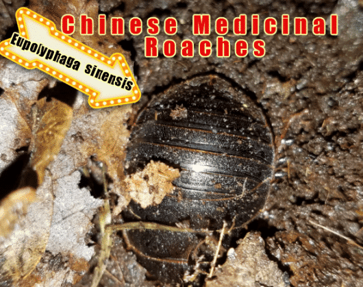 Chinese Medicinal Roaches