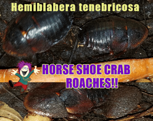 HORSESHOE CRAB ROACHES FOR SALE