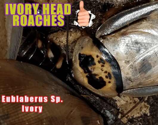 Ivory Head Roach