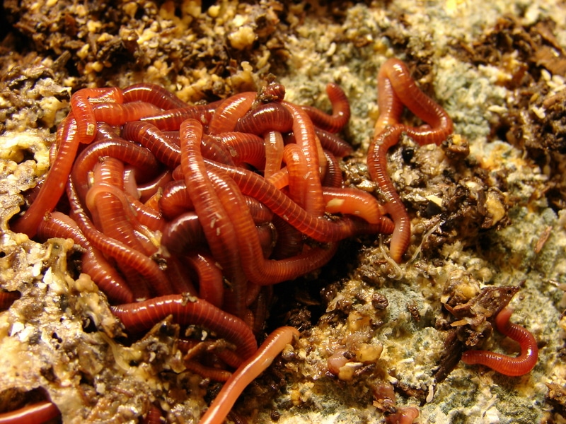 Red worms
