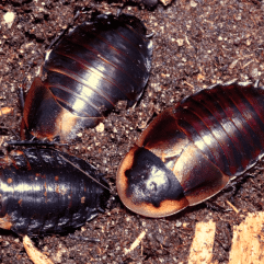 Cuban Burrowing Roaches