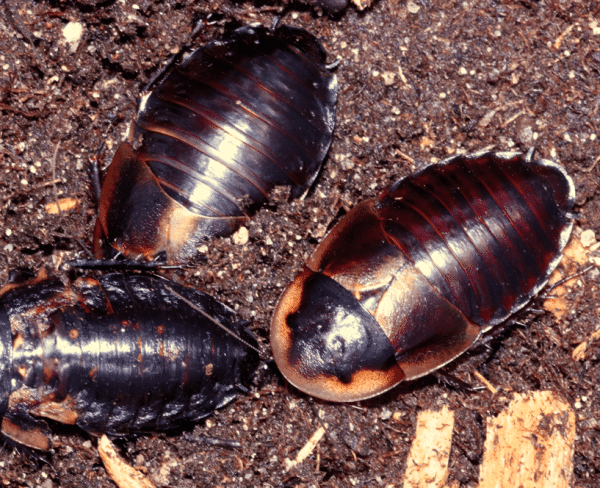 Cuban Burrowing Roaches