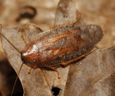 rhabdoblatta formosana taiwanese leaf roach