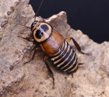 eurycotis decipiens zebra roach