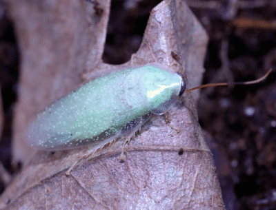 panchlora speckled