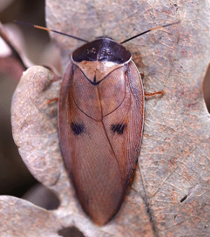 gyna capucina pink roach