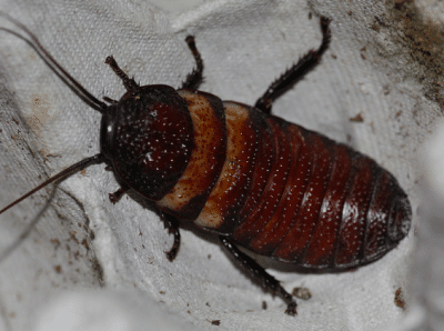 elliptorhina davidi bumpy hisser