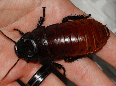 madagascar common hisser pure gromphadorhina portentosa