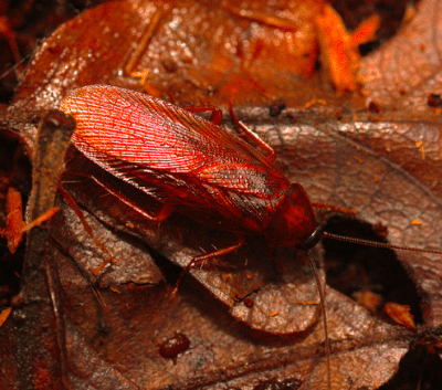 parcoblatta americana american wood roach