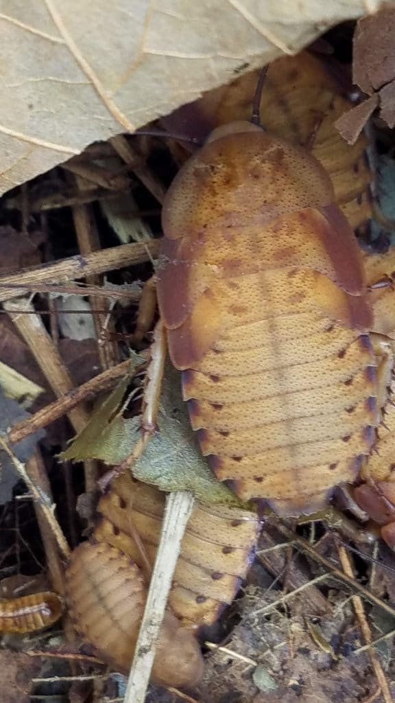 Gold Medal Roaches