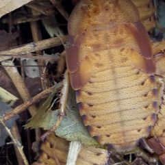 Gold Medal Roaches