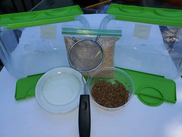 Meal Worm Farm.  Grow Your Own Mealworms For Free.  Mealworm Breeding Kit!