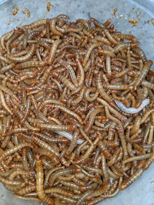 250 Mealworms and 250 Wax Worms - Image 2