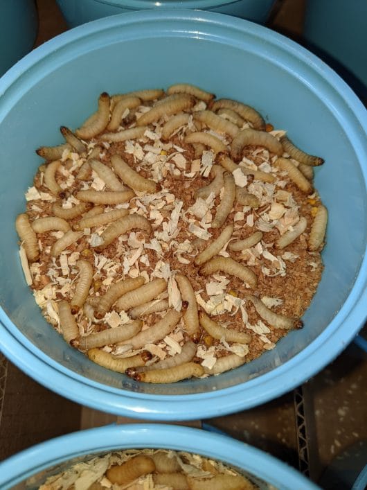 250 Mealworms and 250 Wax Worms